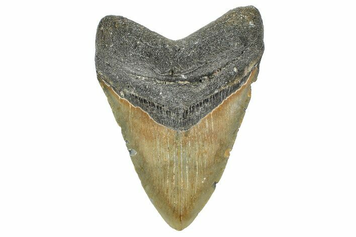 Fossil Megalodon Tooth - North Carolina #364990